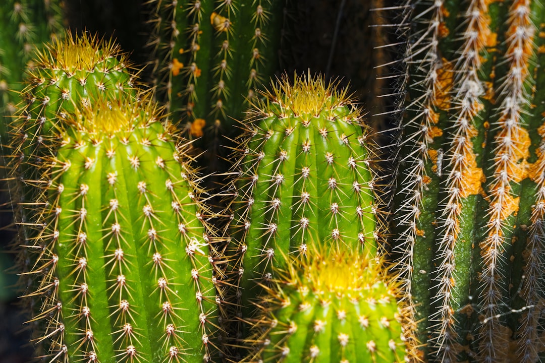 Ecosistema desértico